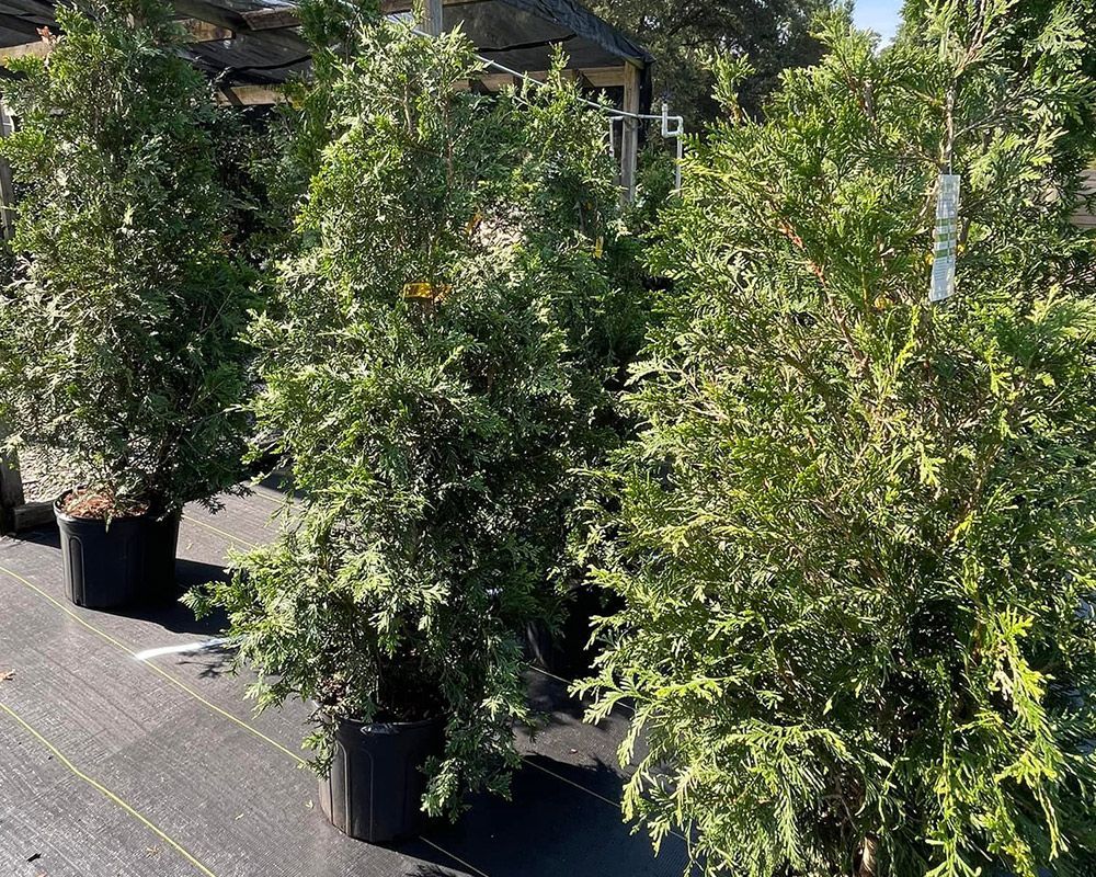 Large Plants and Trees – Mobile, AL – A Bloom Garden Center