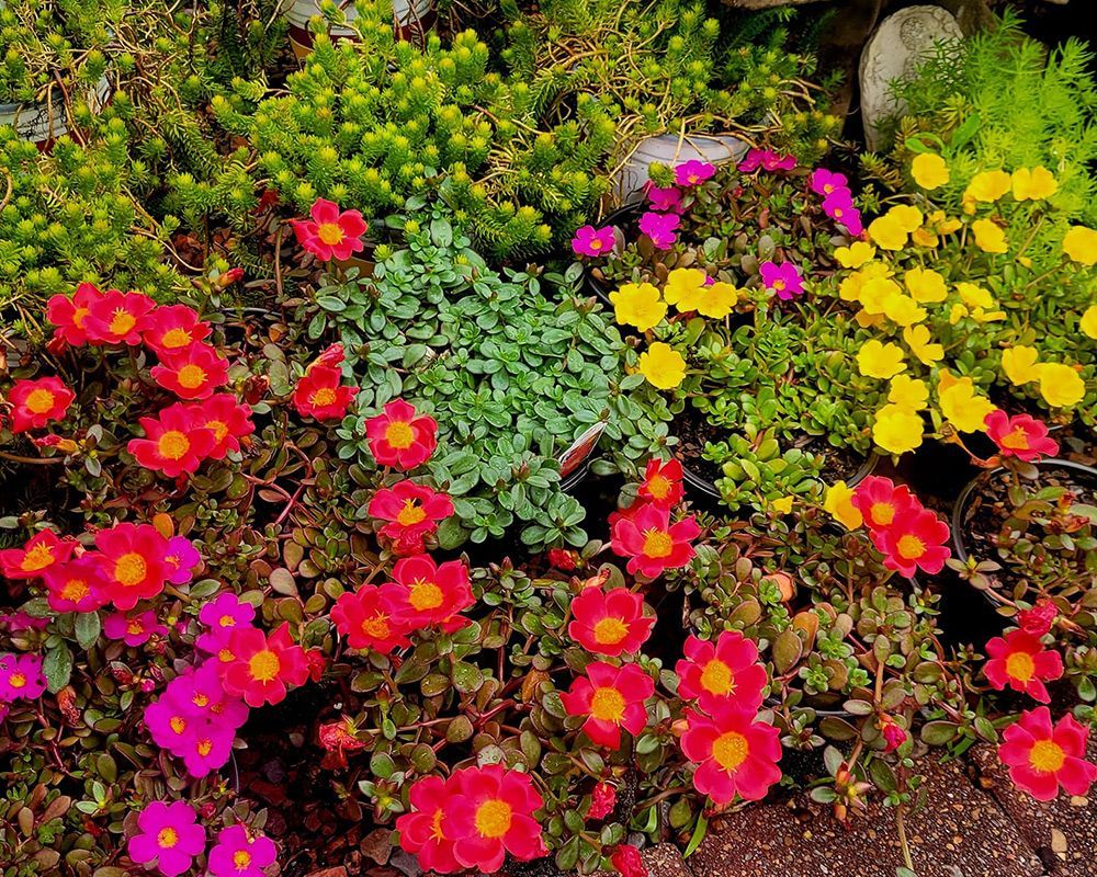 Plants and Flowers – Mobile, AL – A Bloom Garden Center
