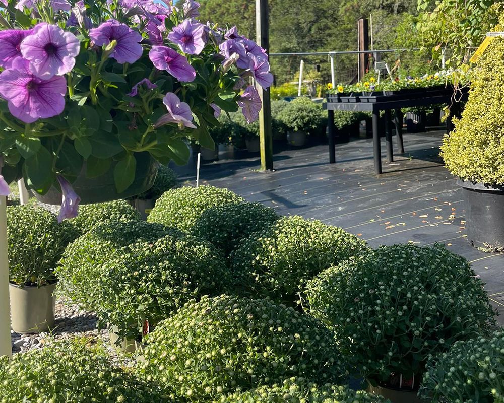 Trees and Shrubs – Mobile, AL – A Bloom Garden Center