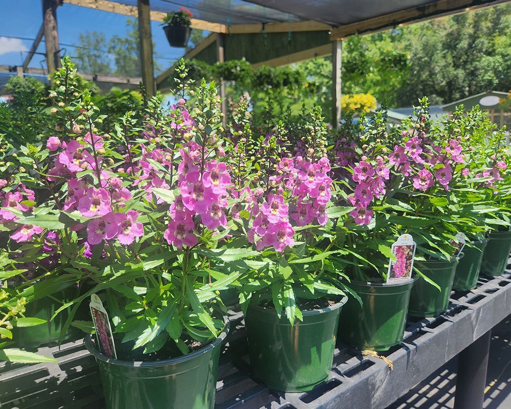 Row of Potted Plants with Pink Flowers – Mobile, AL – A Bloom Garden Center