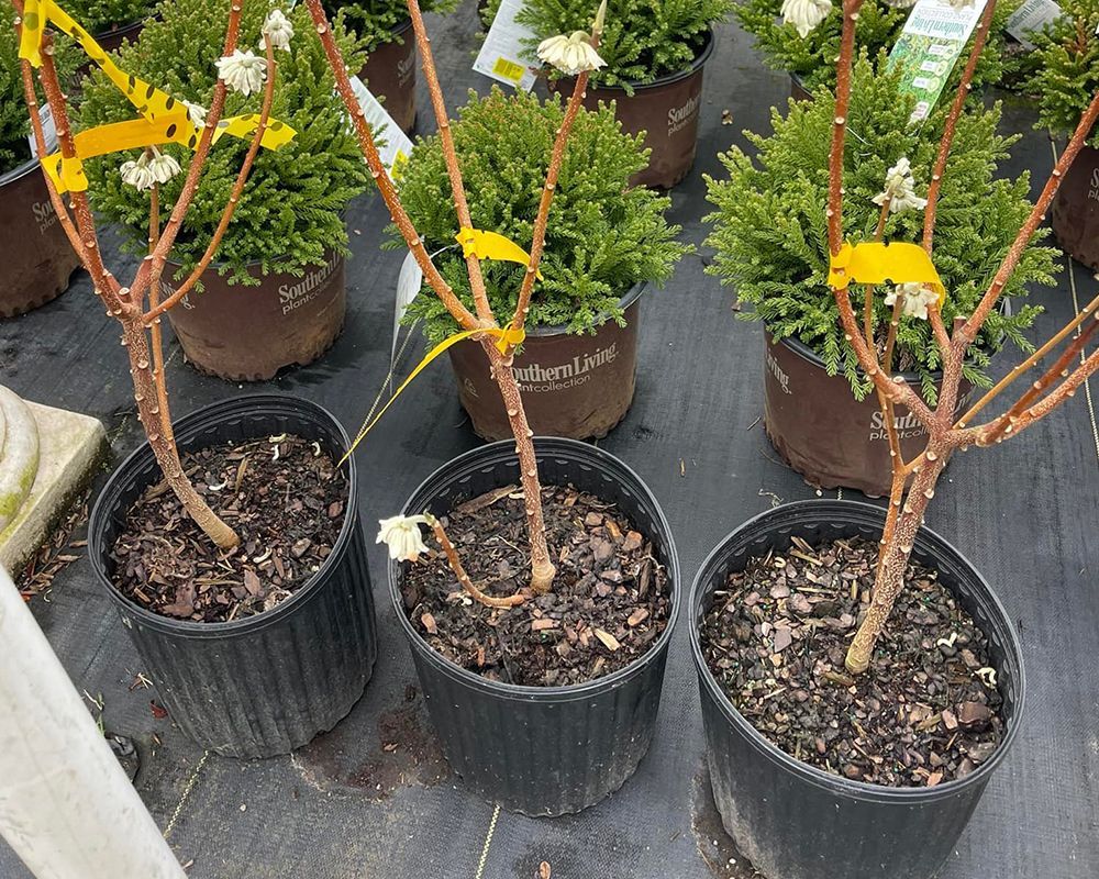 Bunch of Potted Plants – Mobile, AL – A Bloom Garden Center