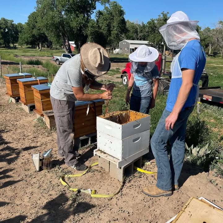 Three people tending beehives outdoors.  One smokes hive, two look on. Sunny day.