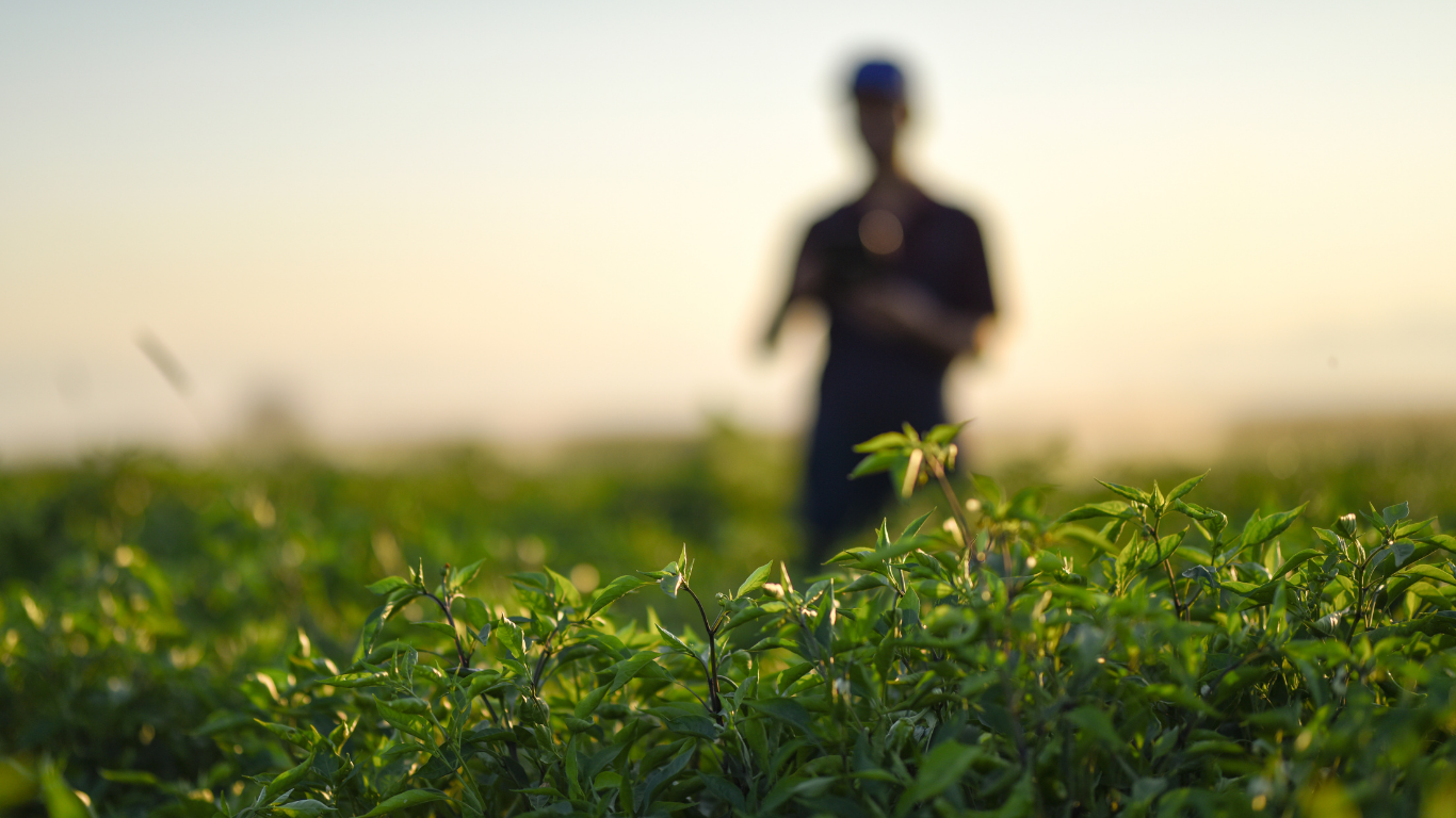 Green plants in a field with a blurred person in the background, lit by warm sunlight.