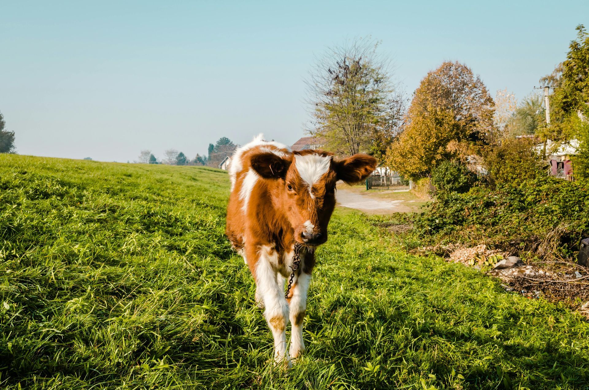 Brown and white calf standing in green grassy field, with trees and buildings in the background.