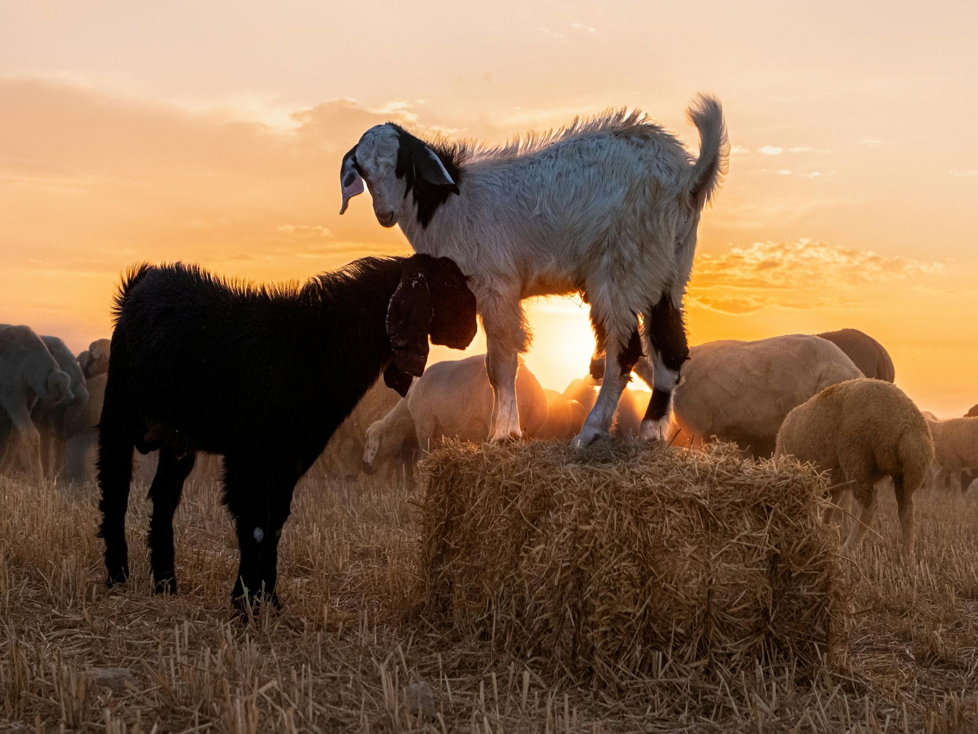 Two goats on hay bale; setting sun. One black goat, one white. Sheep in background.