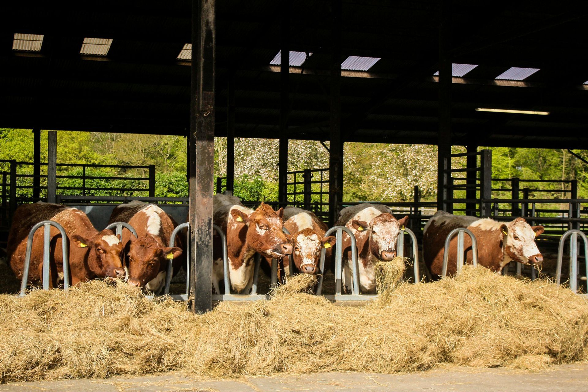 Cows eating hay in a barn. Brown and white cows behind metal bars, lit by sunlight.