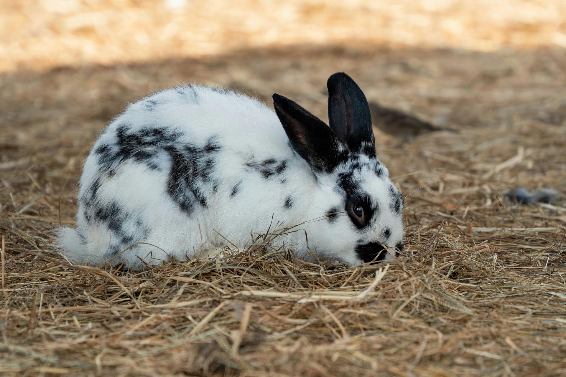 Spotted black and white rabbit grazing on hay.