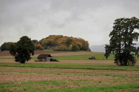 Field with a small shed and trees, distant wooded hill, overcast sky.