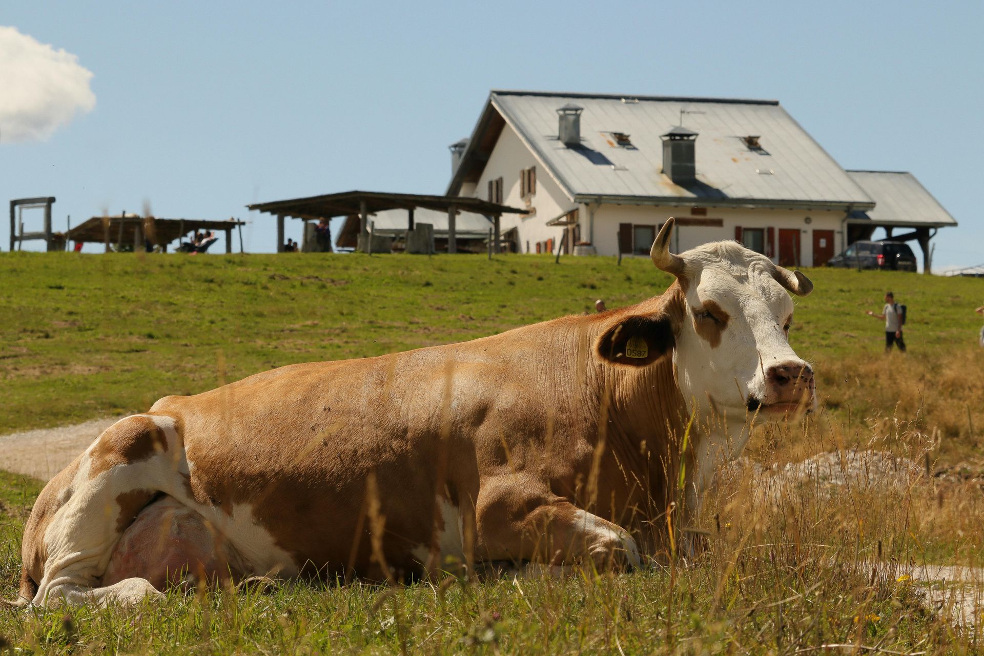 Cow resting in a grassy field in front of a house, sunny day.