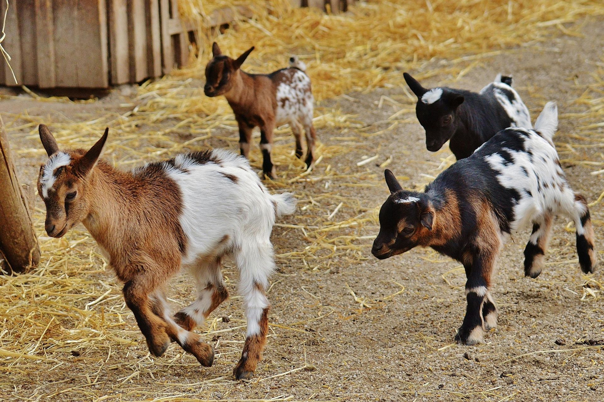 Four baby goats frolic on dirt and straw; brown, black, and white spotted coats.