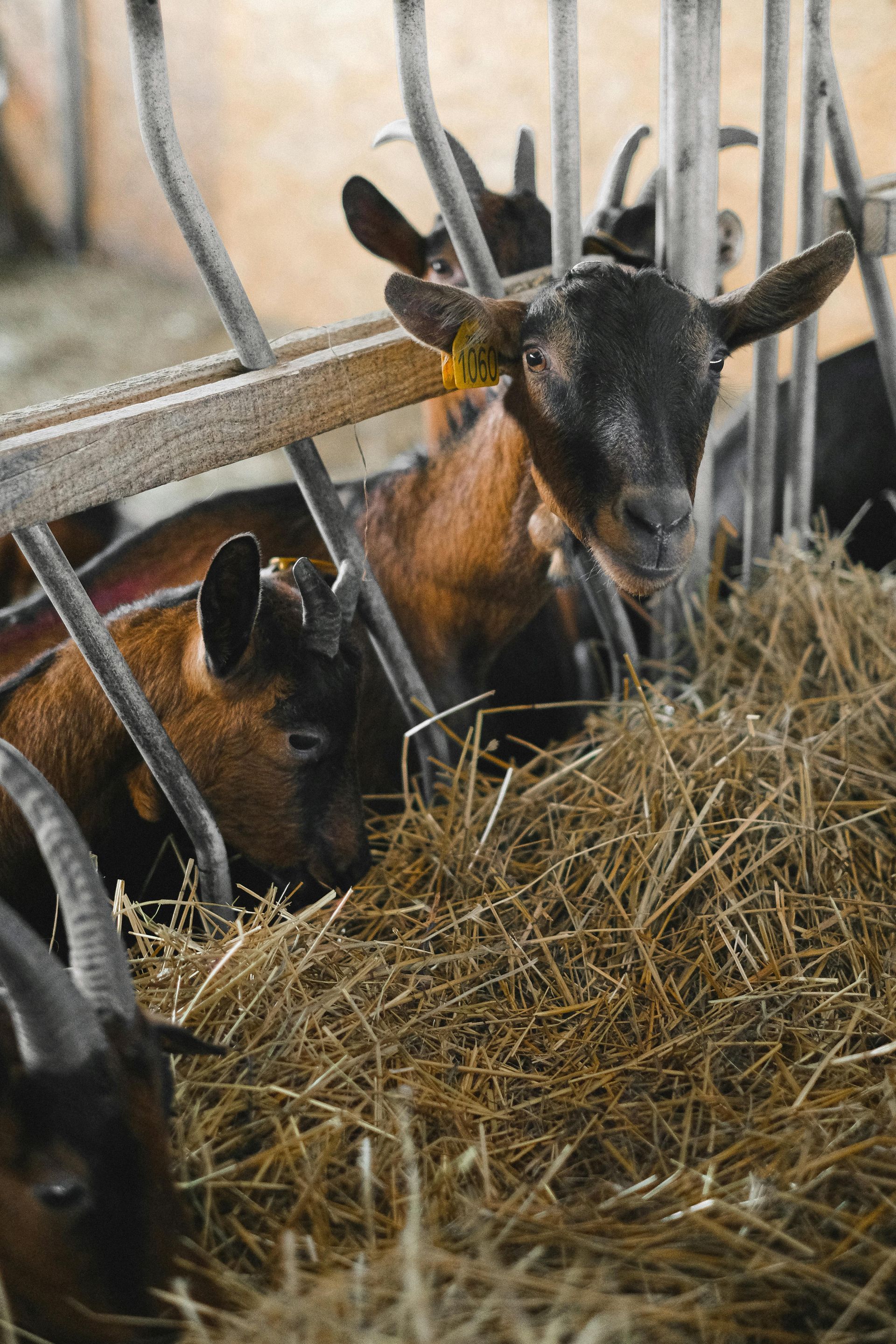Goats eating hay from a feeder. Brown and black goats in a barn setting.