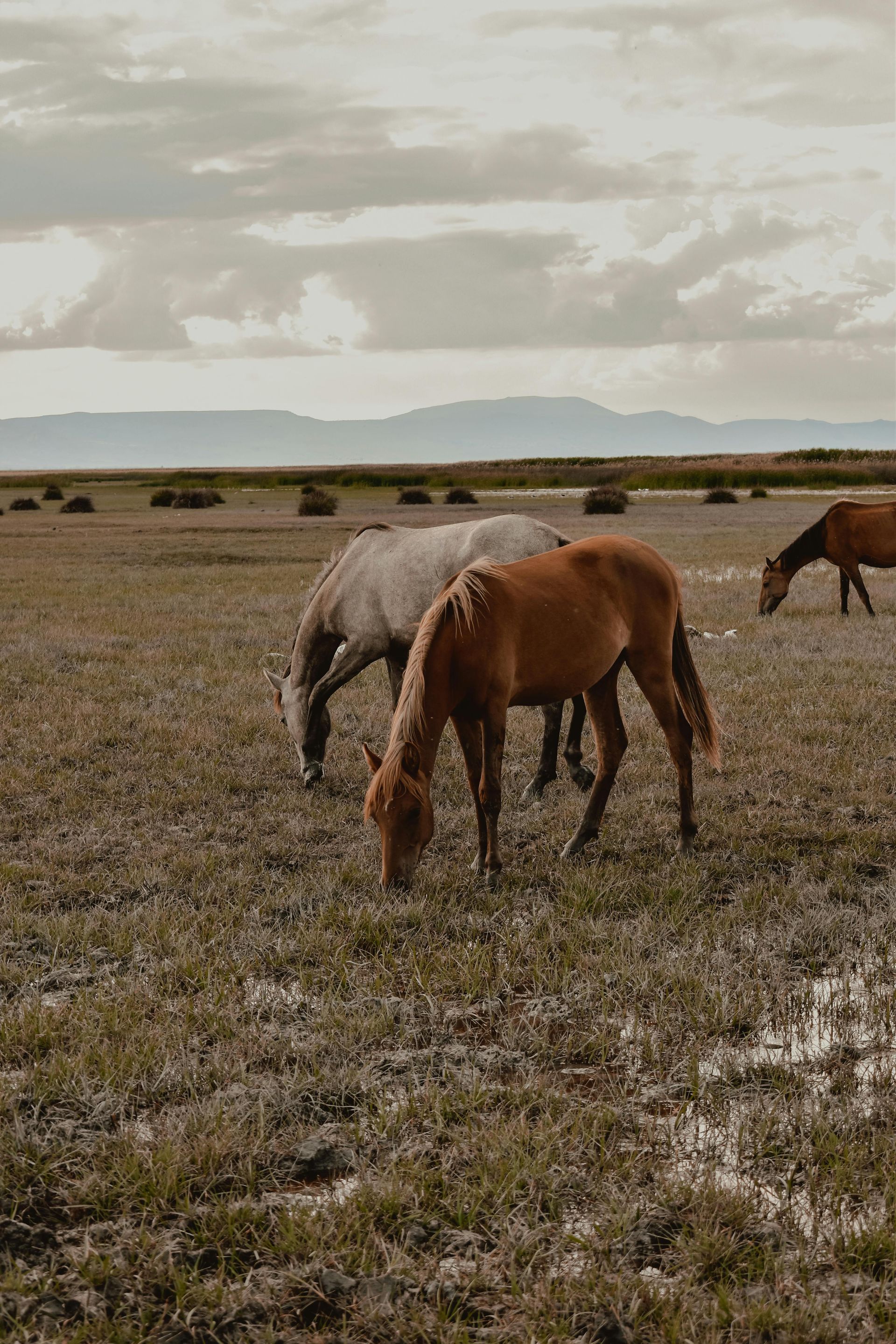 Horses grazing in a grassy field under a cloudy sky. Brown and white horses eat. Mountains in the distance.