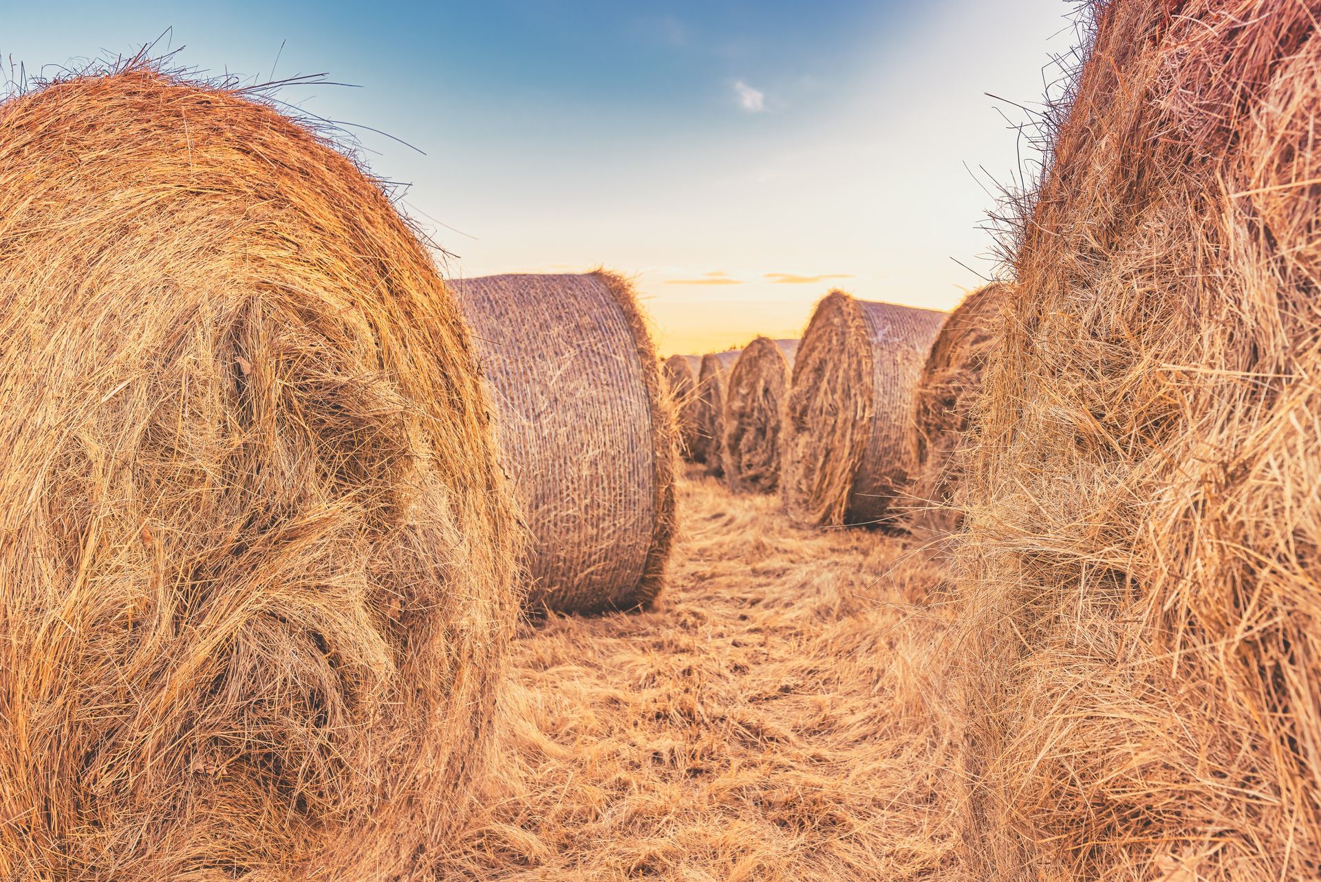Hay bales lined up in a field, under a sunset sky.