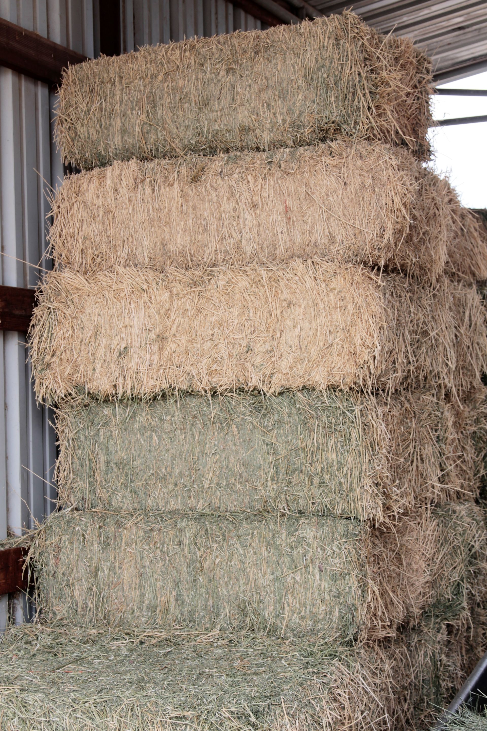 Stack of rectangular hay bales, varying shades of green, brown, and tan, inside a barn.