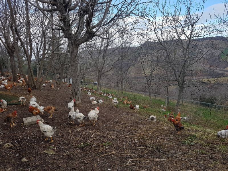 allevamento di polli all'aperto in Abruzzo