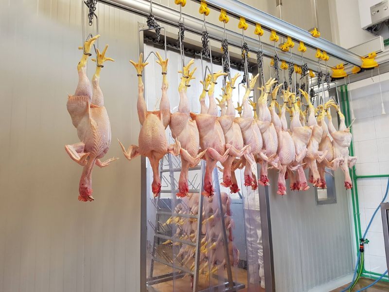 vendita di galline allevate all'aperto