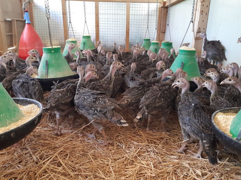 allevamento rurale di polli e galline