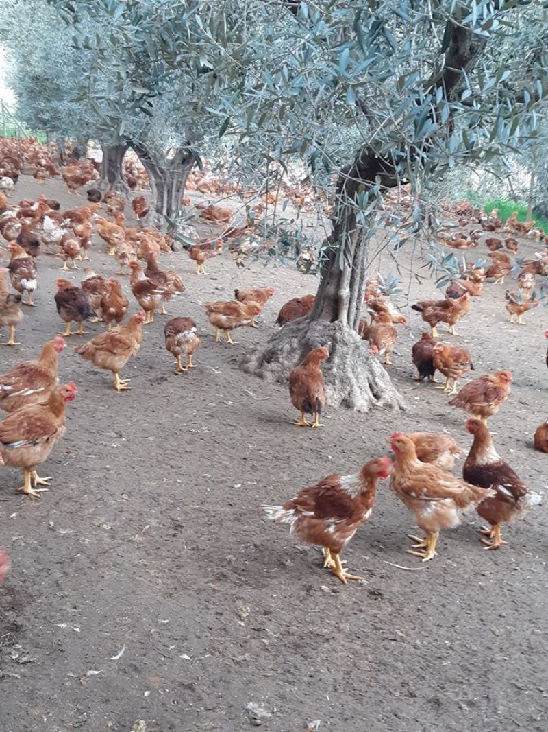 campagna abruzzese per l'allevamento di polli