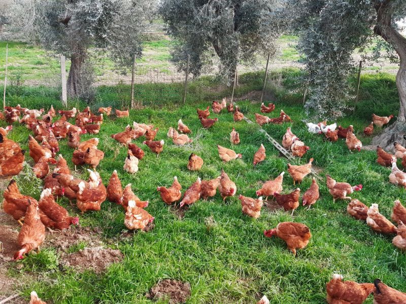 polli in aperta campagna