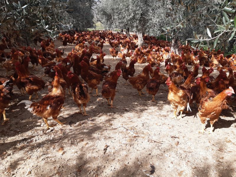 polli e galline di allevamento