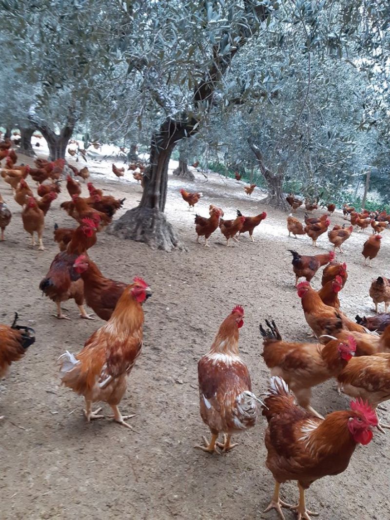 allevamento di polli nella campagna abruzzese