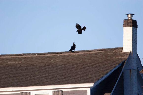 Two crows on a rooftop; one flying, one perched. Bright blue sky and a chimney.