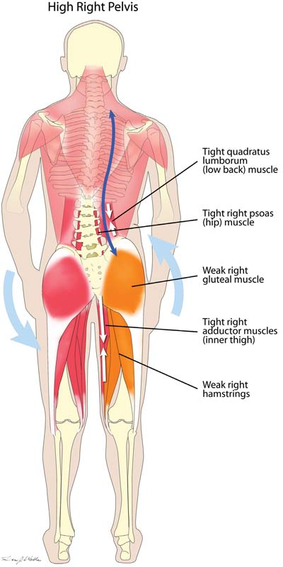 back hip muscles