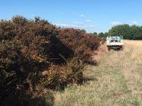 Difficult Dense Gorse Weed Control