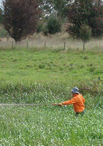 big weed maintenance