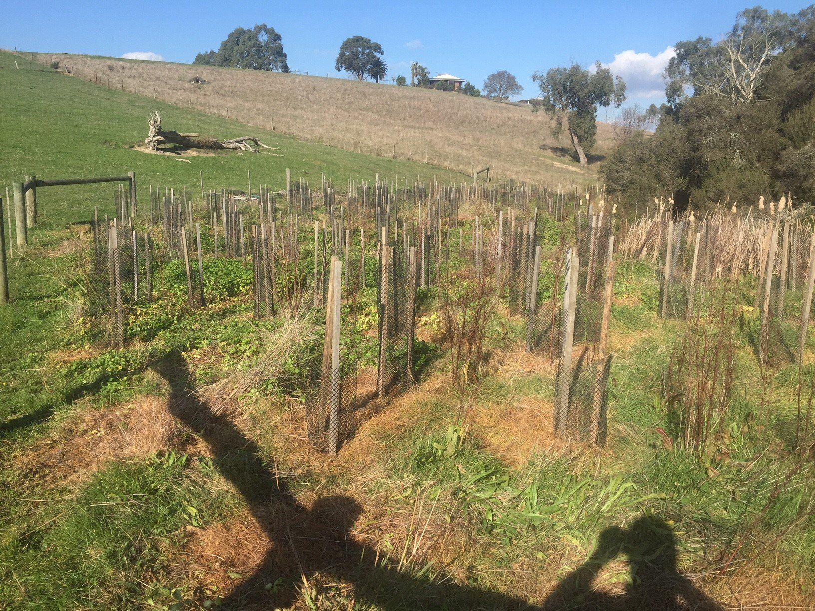 Revegetation In Victoria 