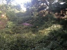 Dense blackberry infestations