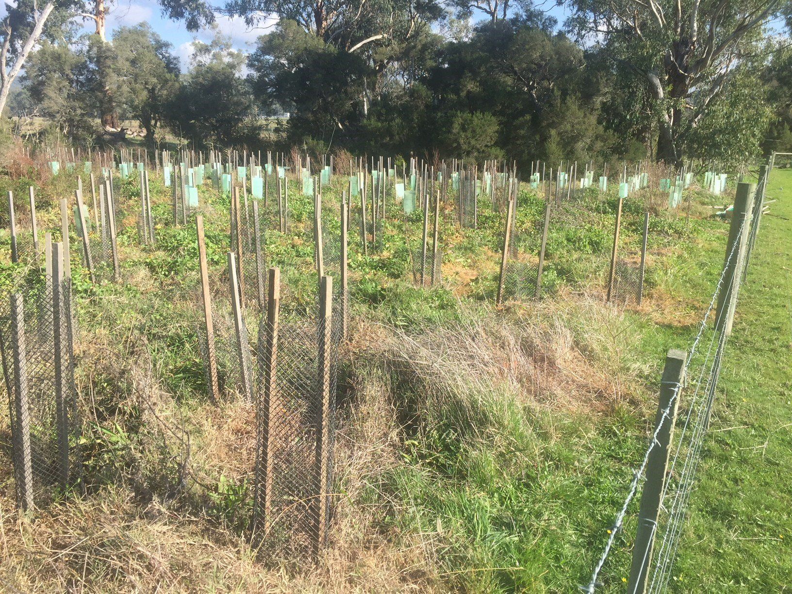 Revegetation in Victoria | Landlinks Environmental Services