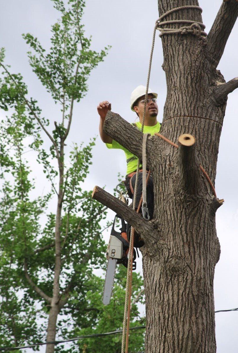 Tree Removal & Reduction