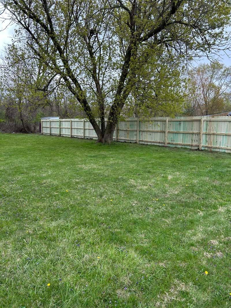 Grassy yard with a wooden fence and a large tree in the middle. Overcast day.