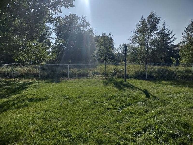 Grassy backyard with a chain-link fence, trees in the background, and sunlight.