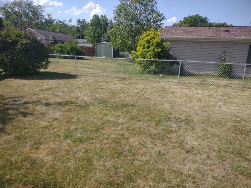 A mostly brown, dry yard with a chain-link fence and a beige house in the background.