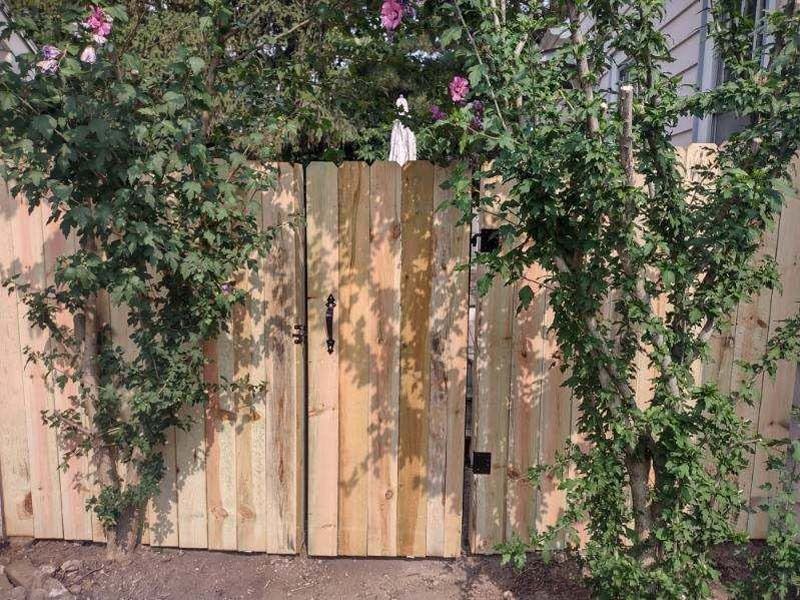 Wooden gate in a wooden fence, partially obscured by green plants; pink flowers visible.