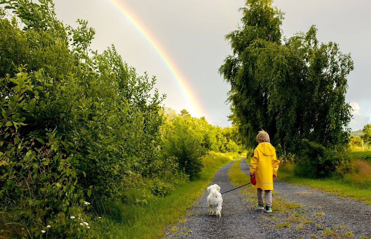 A person is walking a dog on a leash under a rainbow.