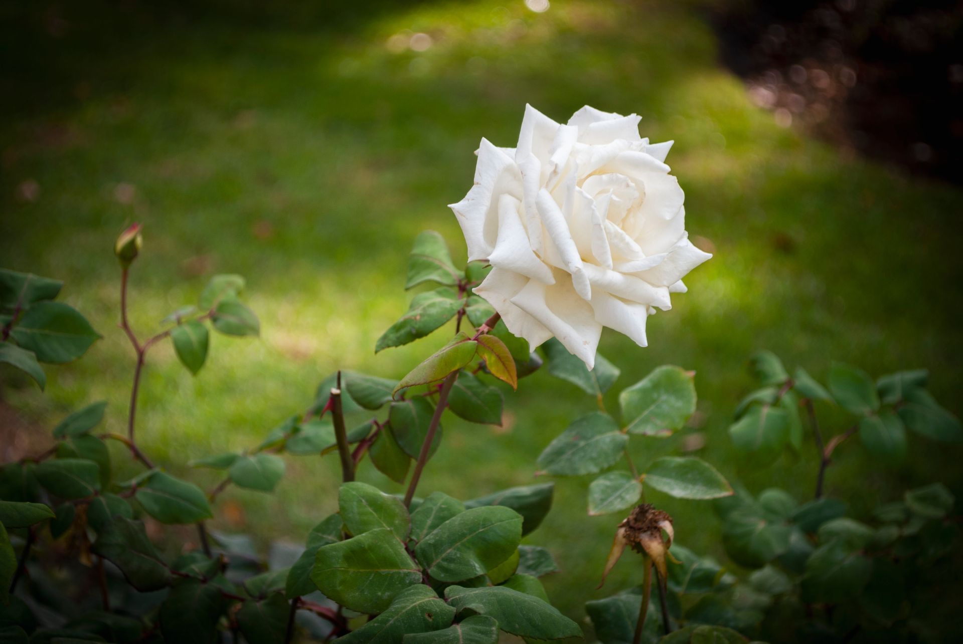 A white rose is growing in the grass in a garden.