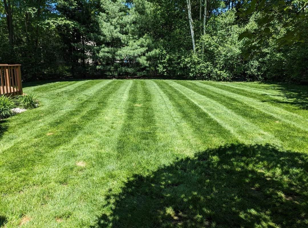 A lush green lawn with a shed in the background and trees in the background.