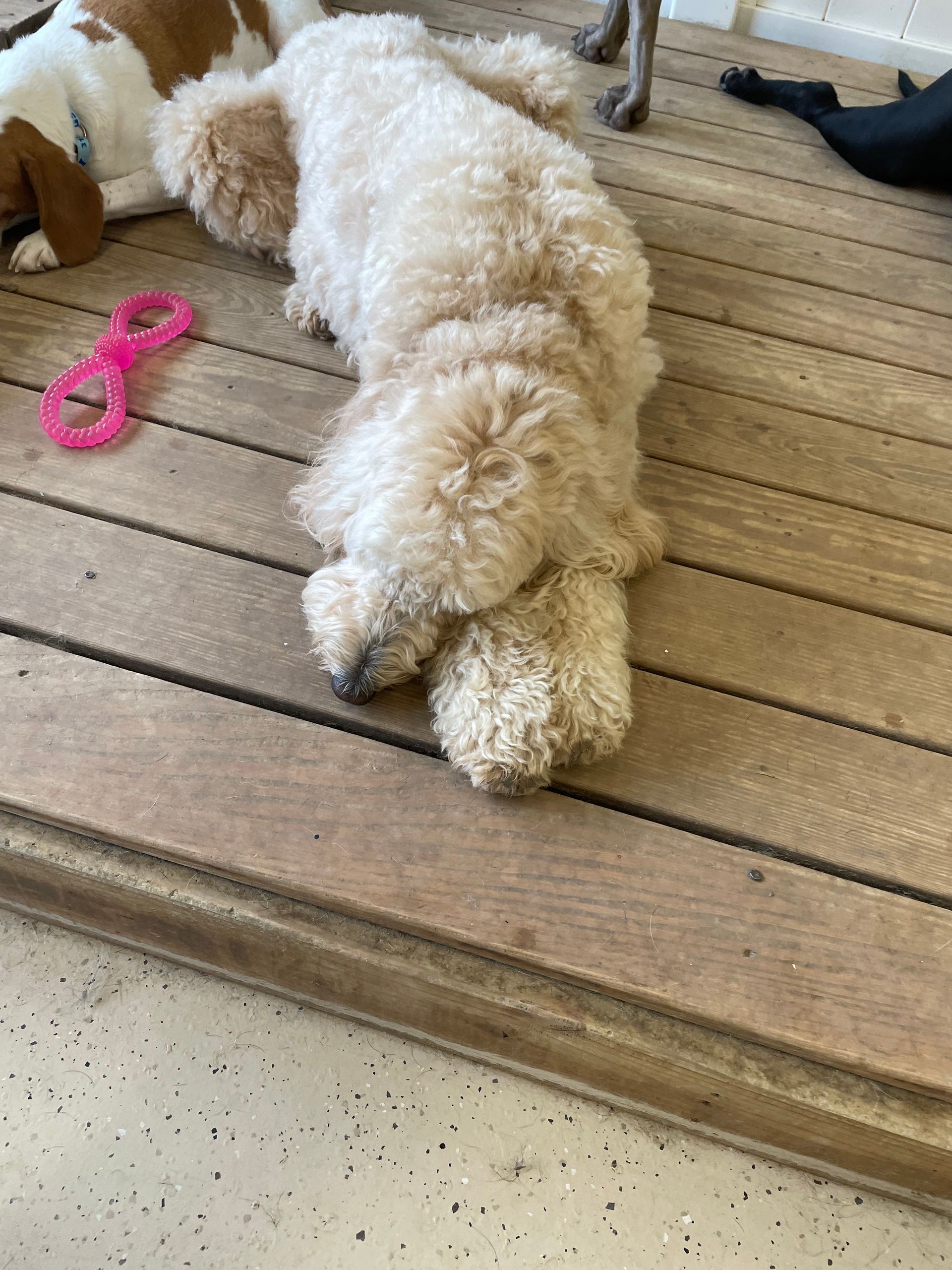 A group of dogs are laying on a wooden floor.