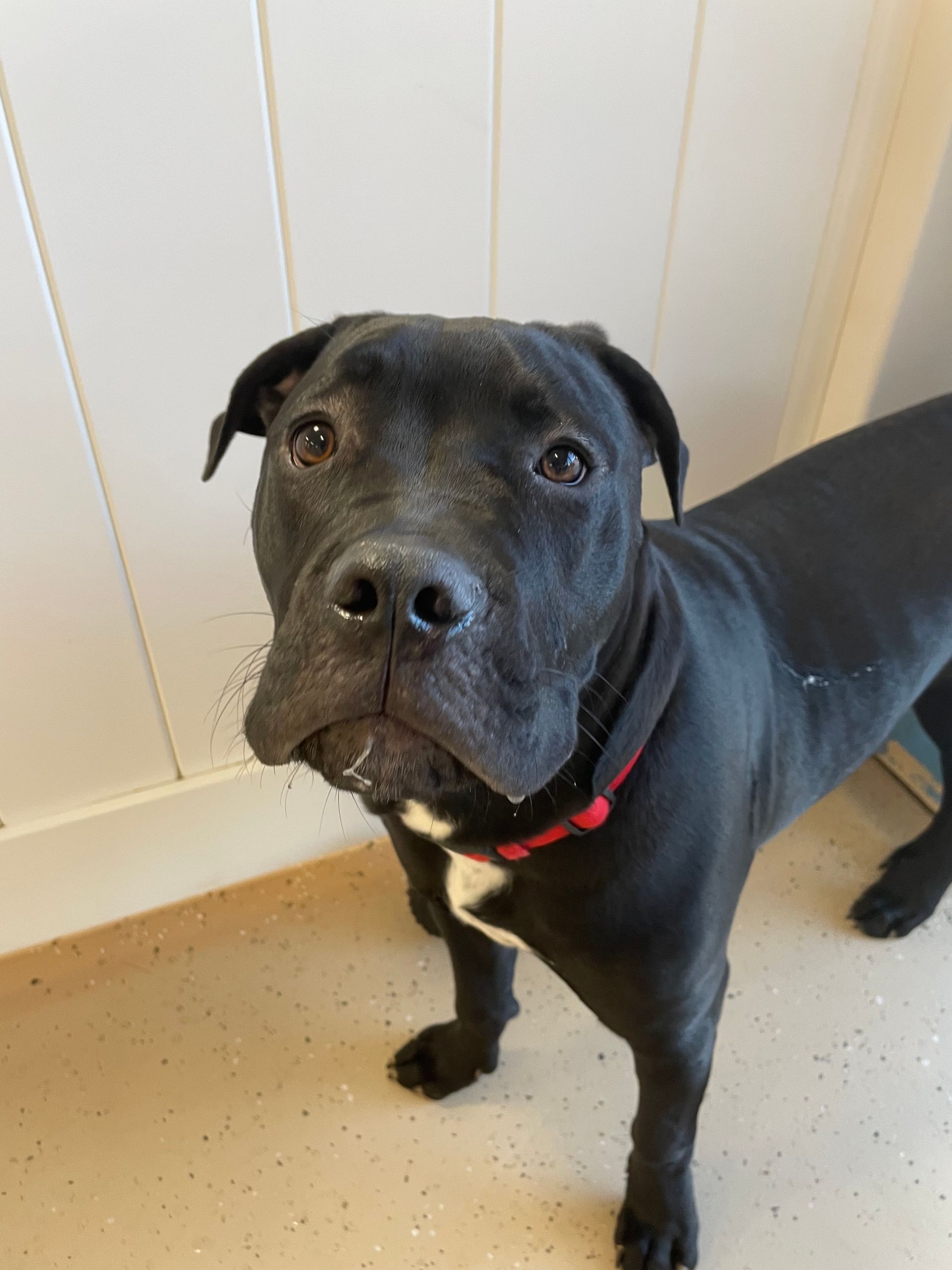A black dog with a red collar is standing next to a white wall and looking at the camera.
