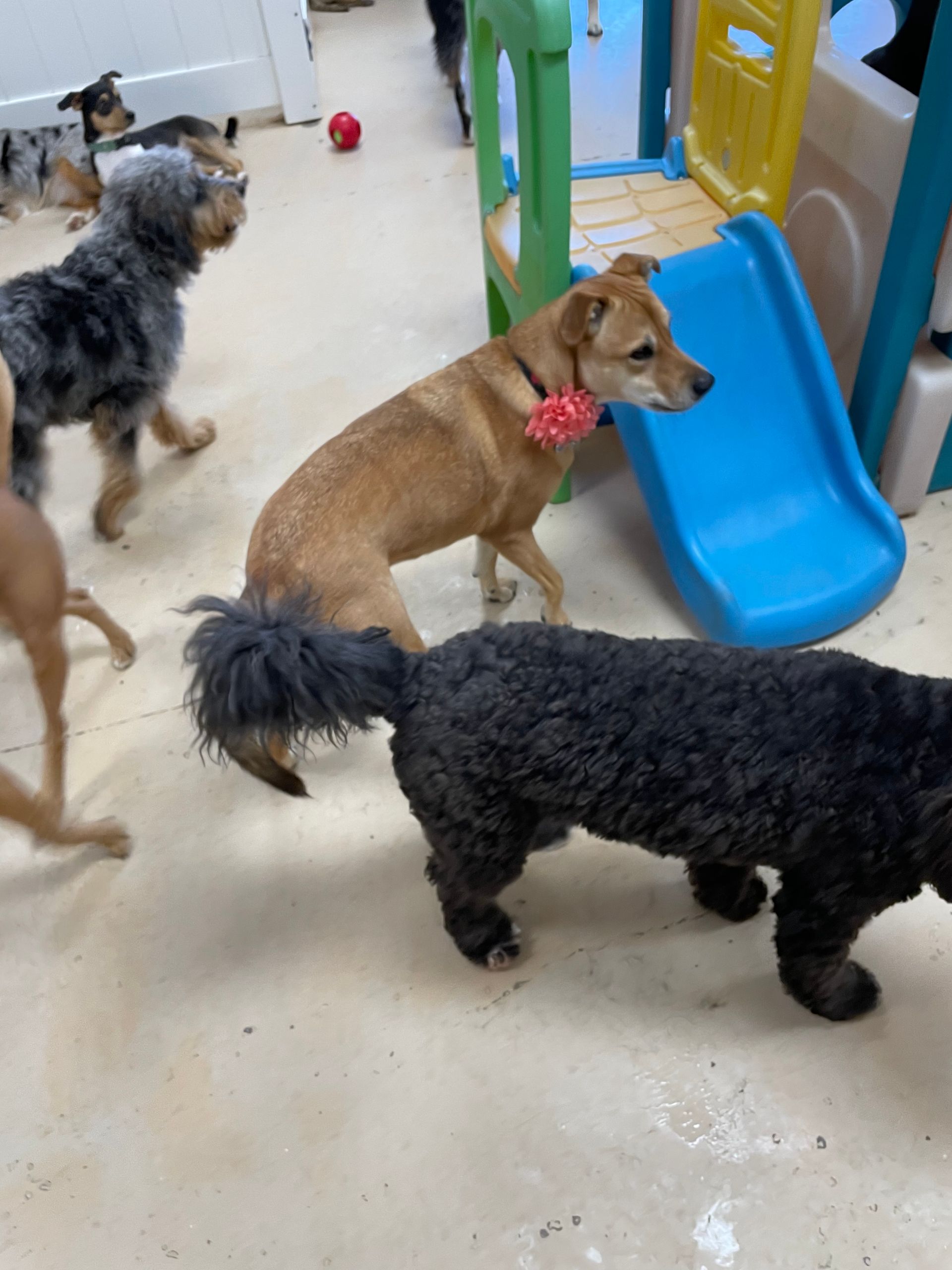 A group of dogs are playing in a room with a slide