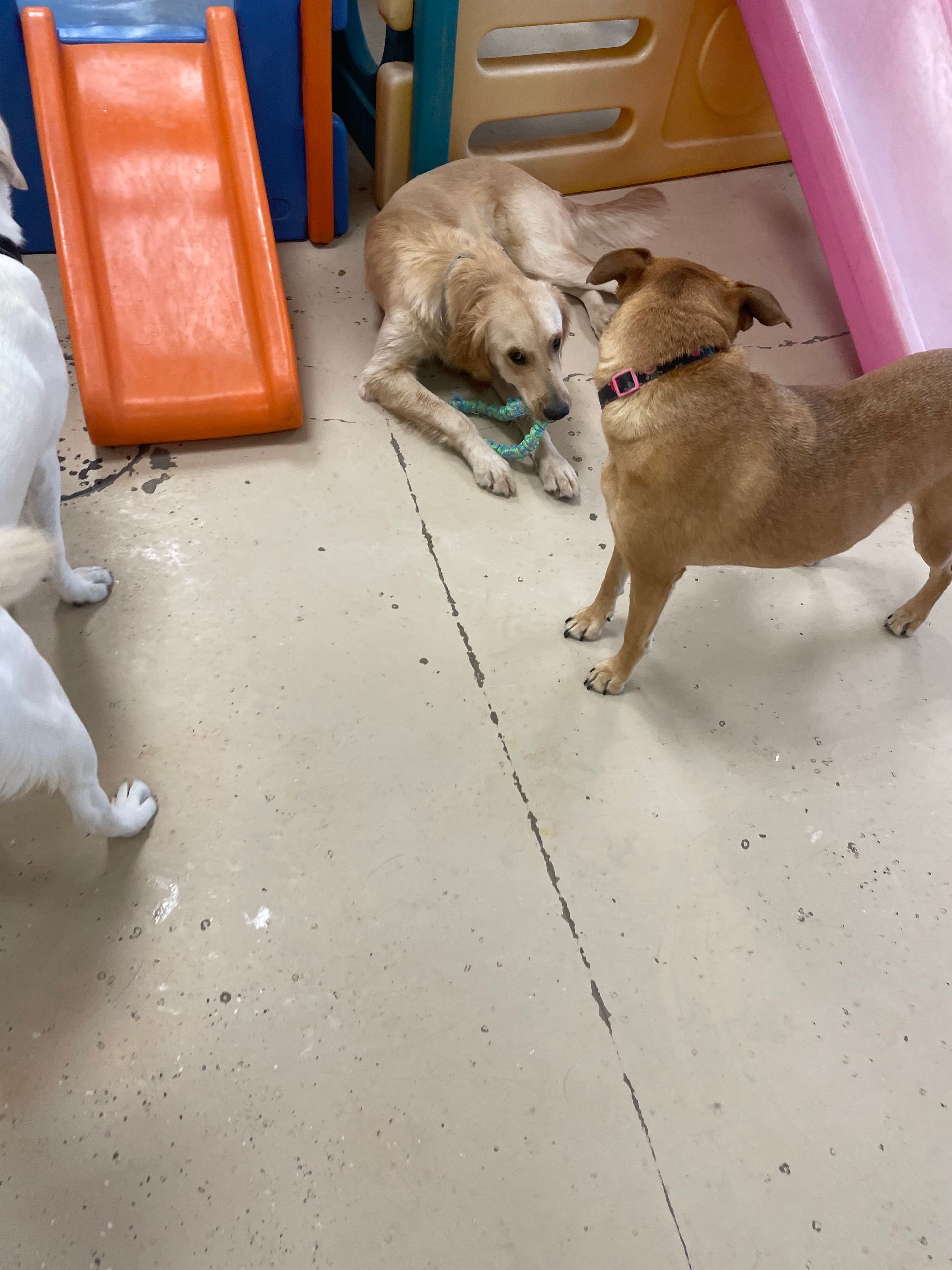 Three dogs are playing in a room with a slide in the background