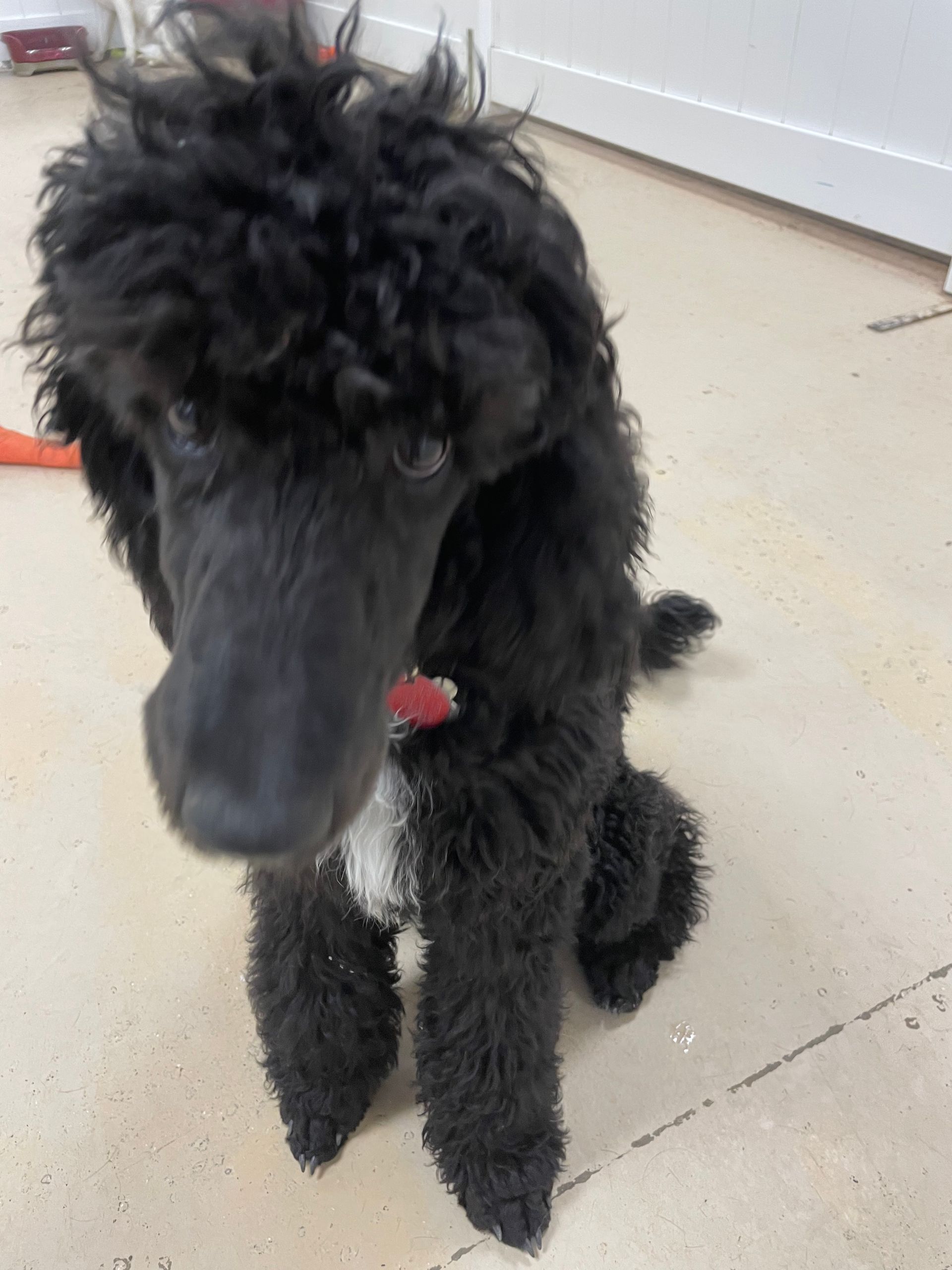 A black poodle is sitting on the floor and looking at the camera.