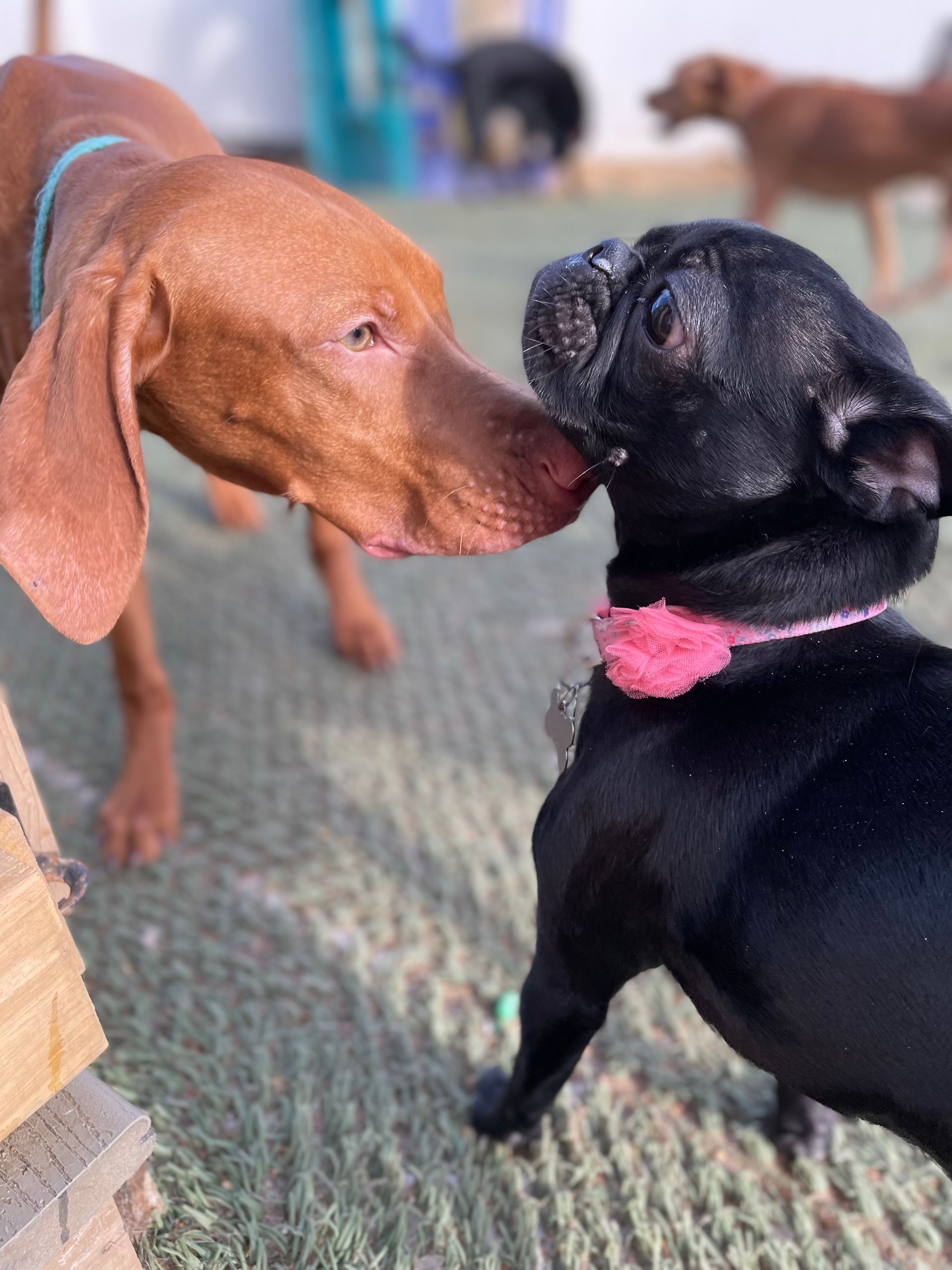 Two dogs , one brown and one black , are sniffing each other.