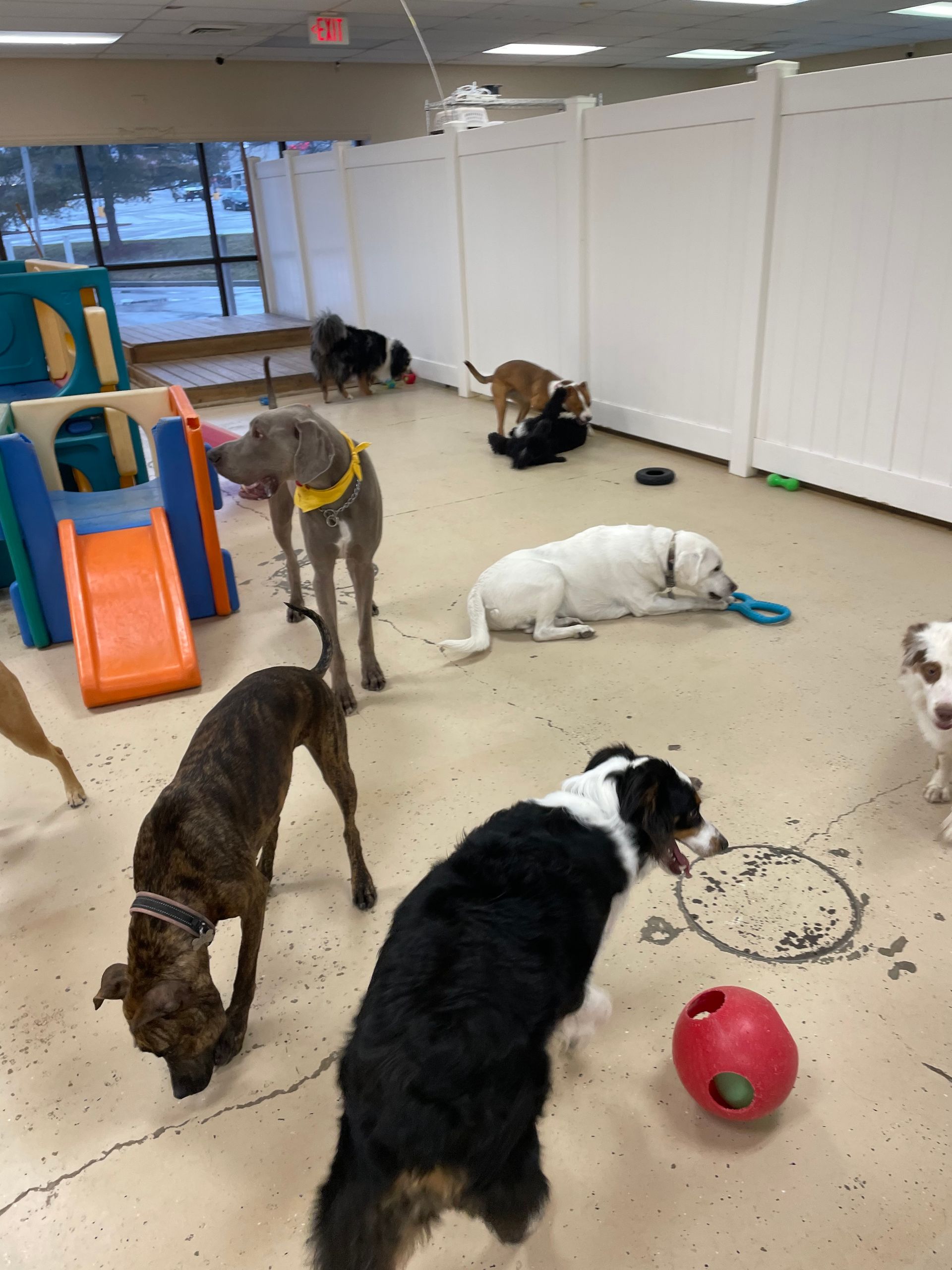 A group of dogs are playing with a red ball in a room.