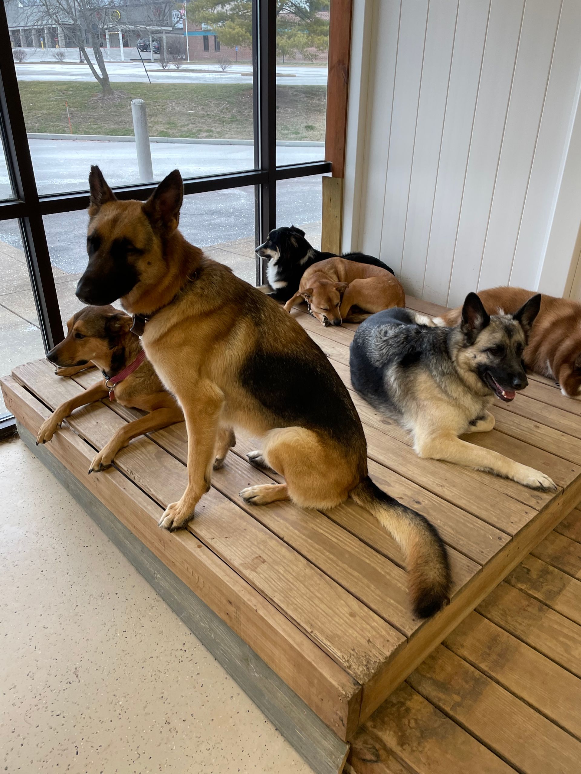 A group of german shepherds are sitting and laying on a wooden platform.