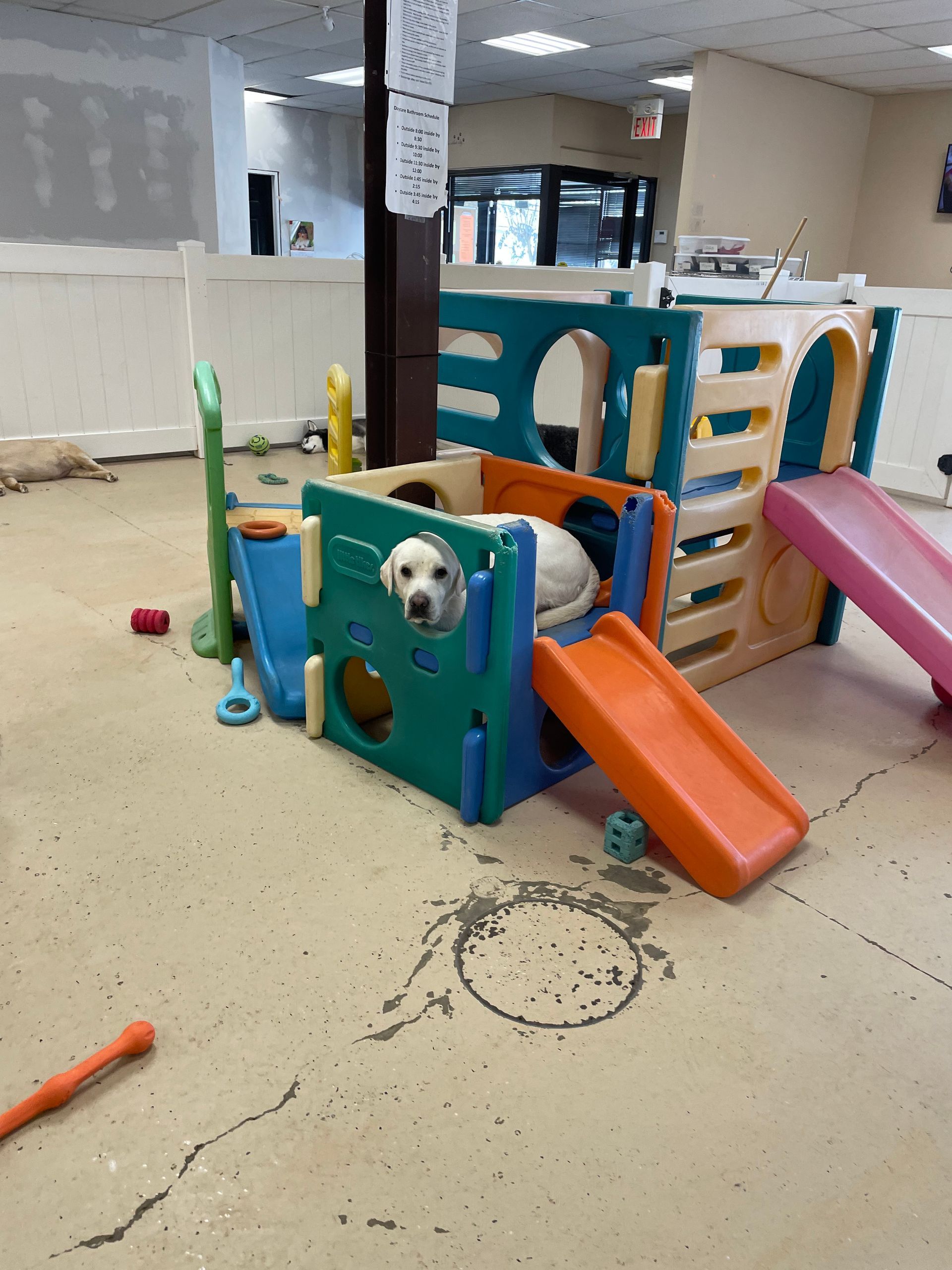 A dog is playing in a play area with a slide