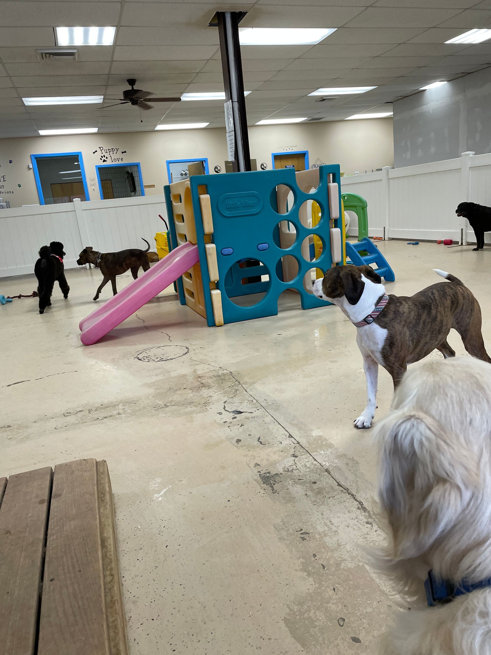 A group of dogs are playing in a play area